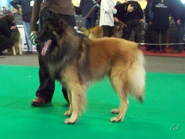 n°82 condor des canis du brabant 5316.JPG